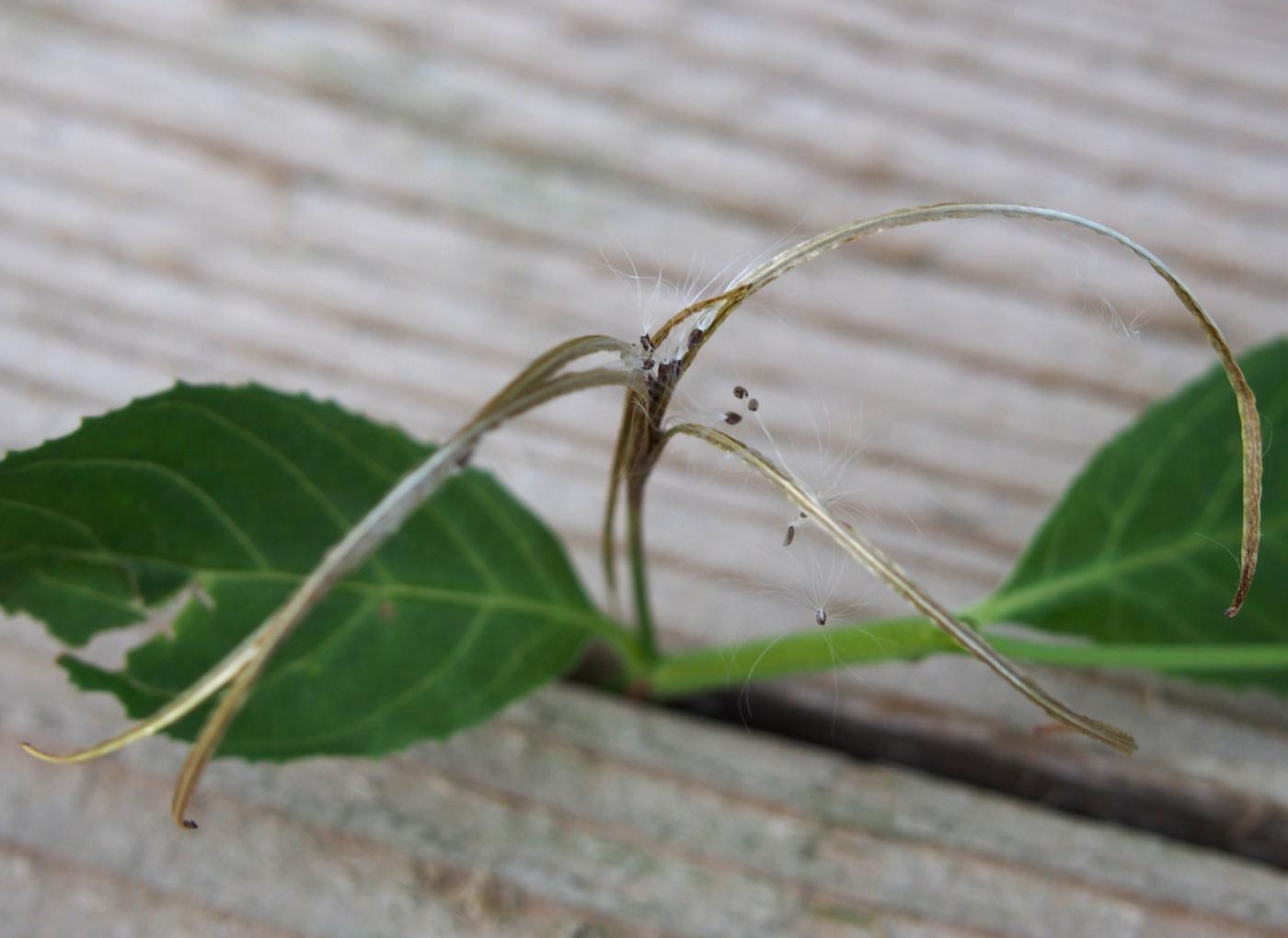 Willow-herb, Square-stalked fruit